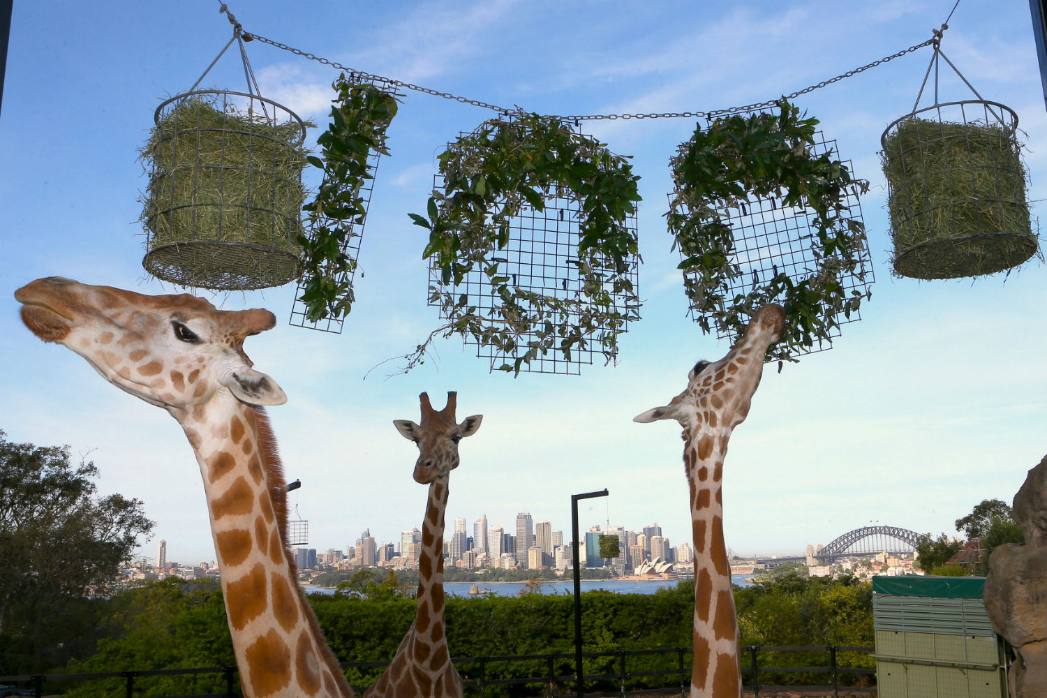 Festín en el zoológico de Sídney para celebrar su cien aniversario