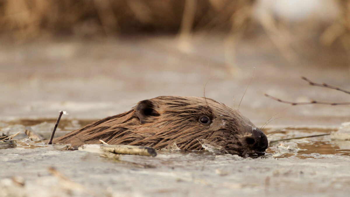 Argentina exterminará a 100.000 castores para salvar sus bosques