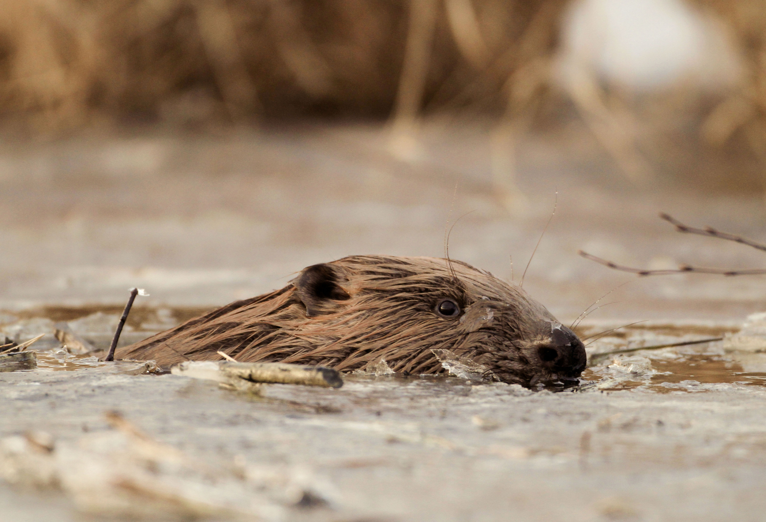 Argentina exterminará a 100.000 castores para salvar sus bosques