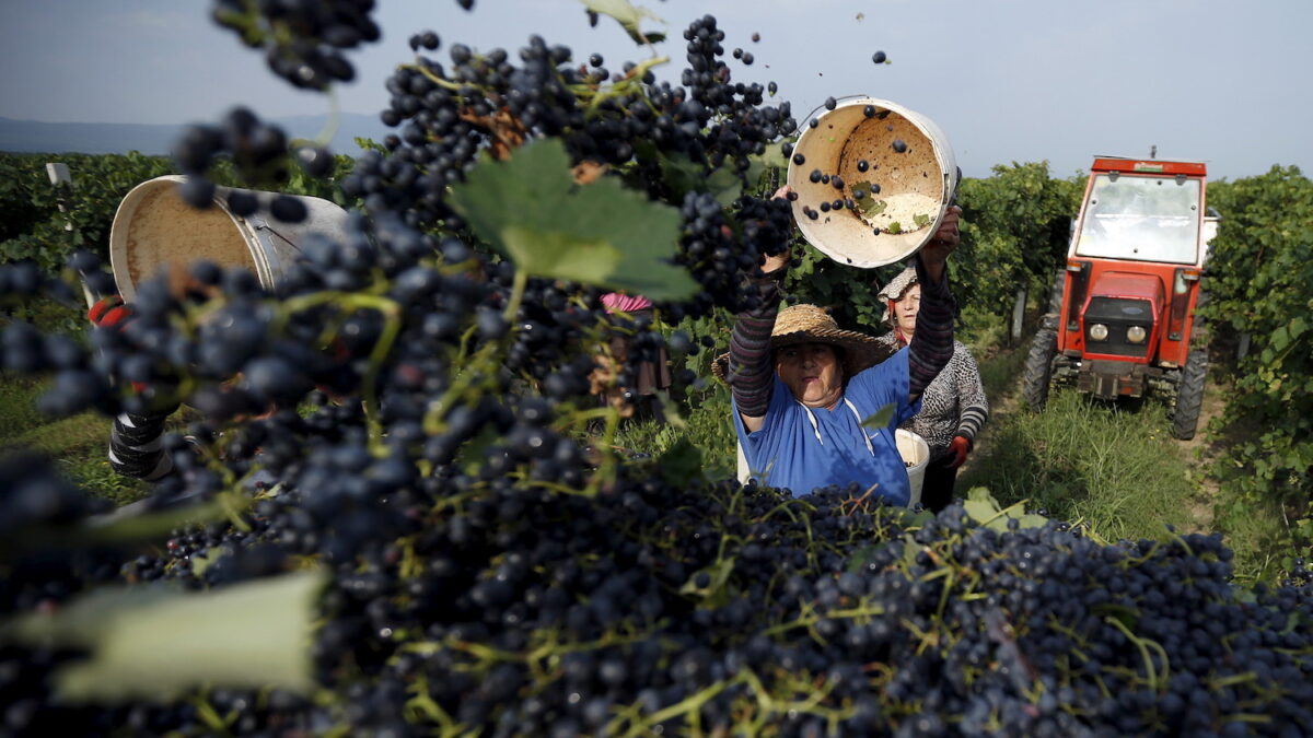 El cambio climático provoca la peor cosecha de vino en 40 años