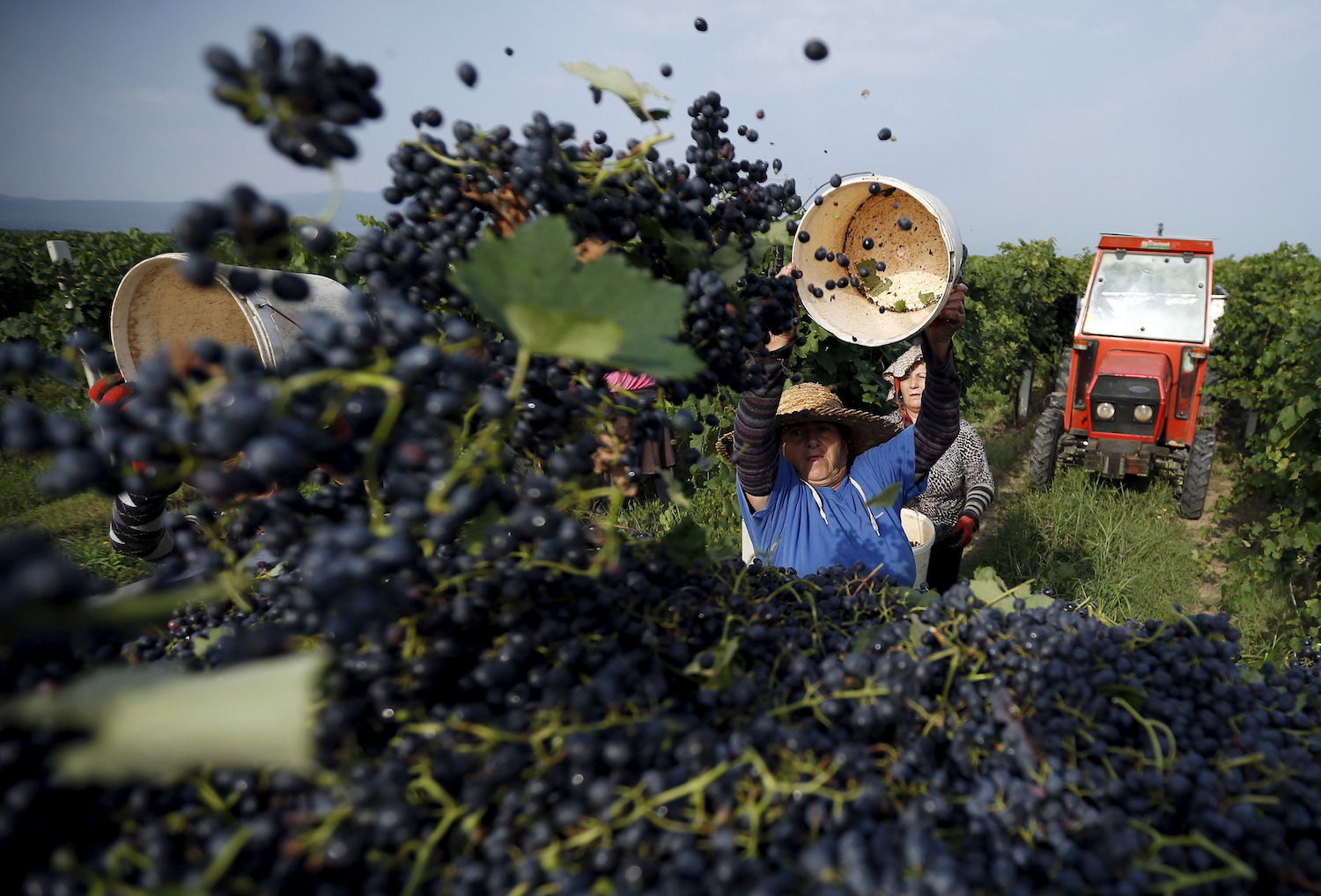 El cambio climático provoca la peor cosecha de vino en 40 años