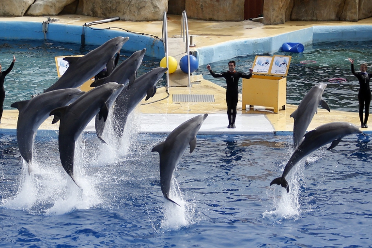 Los espectáculos con animales pretenden convertirse en mensajes educativos para el público. (Foto: Eric Gaillard / Reuters)