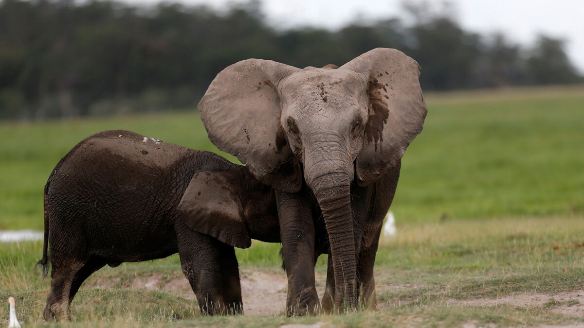 Los elefantes africanos nacen sin colmillos debido a la caza furtiva