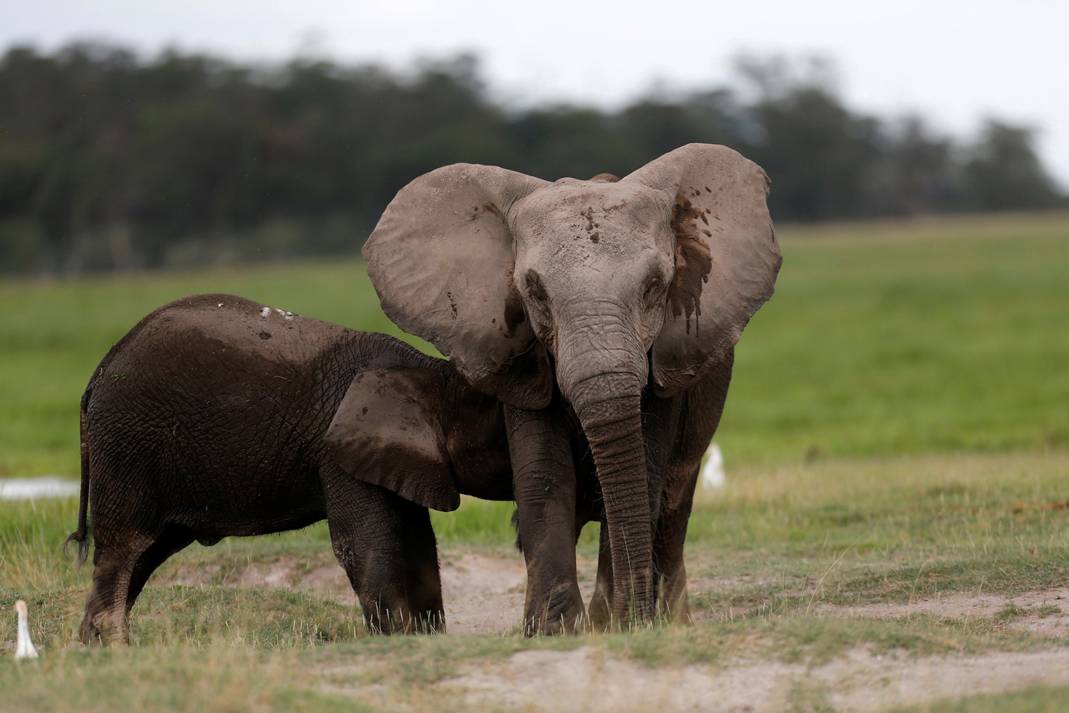 Los elefantes africanos nacen sin colmillos debido a la caza furtiva