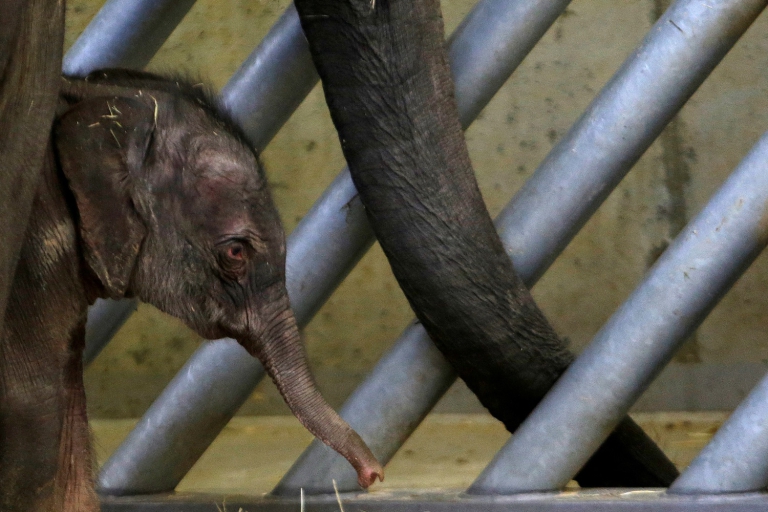 Los programas de crianza en los zoológicos son muy importantes para su labor de investigación. (Foto: David W. Cerny / Reuters)