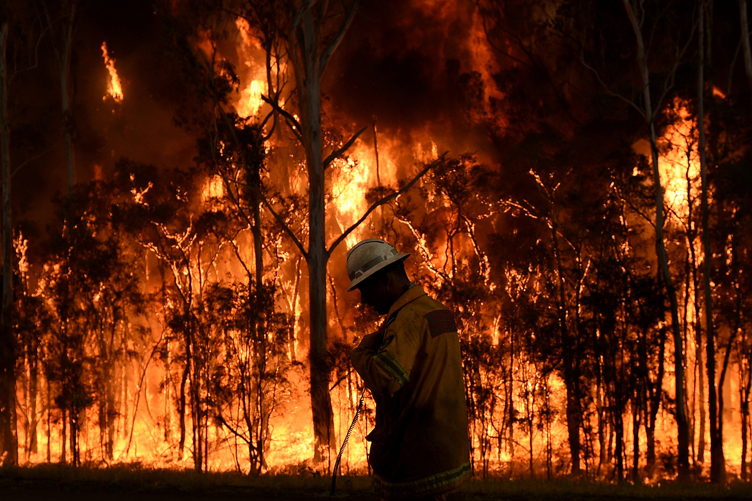 Más de 50 incendios forestales arrasan el Este de Australia