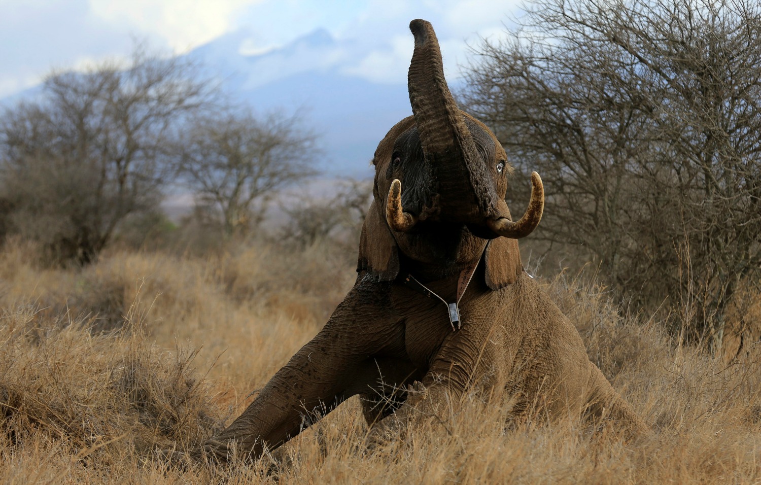 Conservacionistas monitorizan a los elefantes para asegurar los ‘corredores’ en Kenia