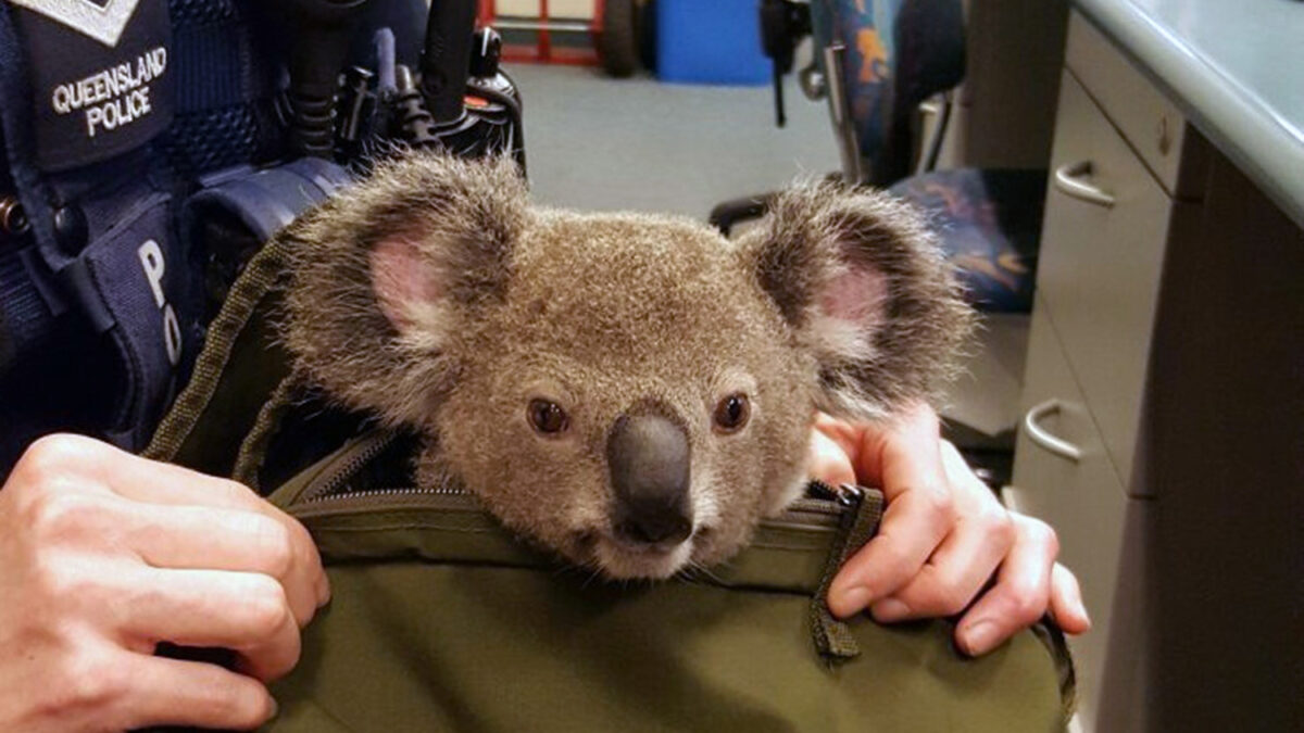 Detienen a una mujer que llevaba un bebé koala como equipaje