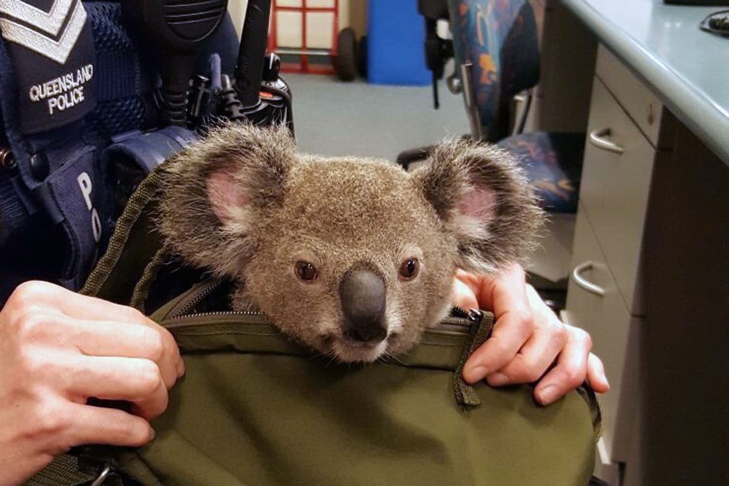 Detienen a una mujer que llevaba un bebé koala como equipaje