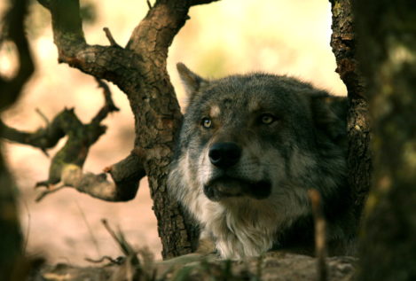 Madrid doblará el fondo de compensación para ganaderos por ataques de lobos