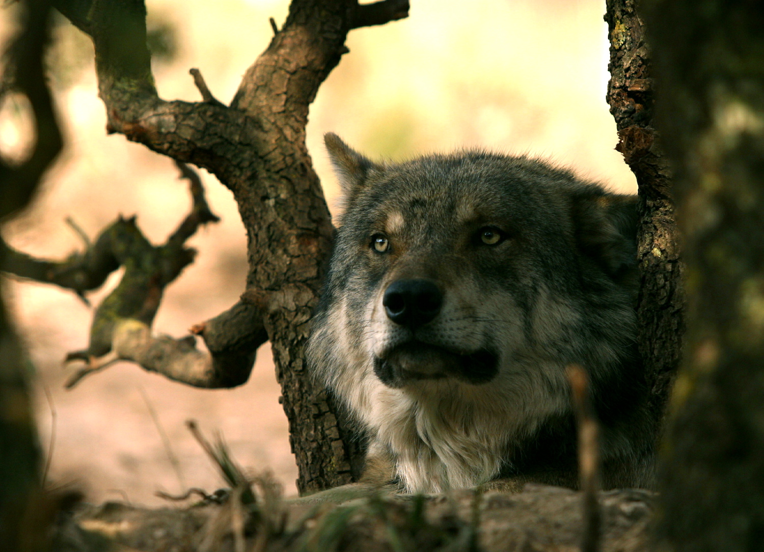 Madrid doblará el fondo de compensación para ganaderos por ataques de lobos
