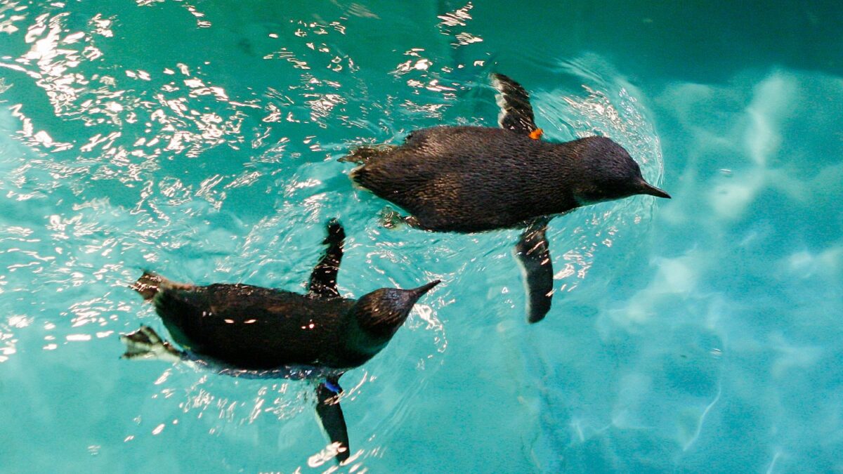 Pingüinos azules con pasadizo propio para evitar a los turistas