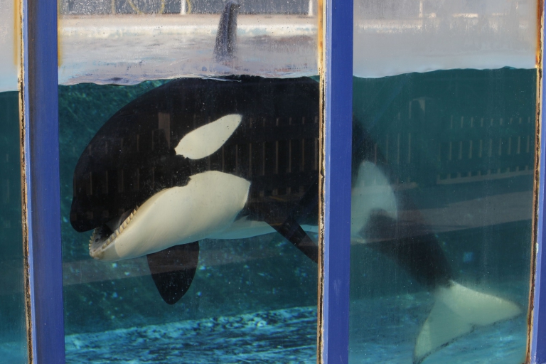La orca Morgan fue rescatada en Holanda y posteriormente trasladada a un zoo español. (Foto: Peter Dejong / AP)