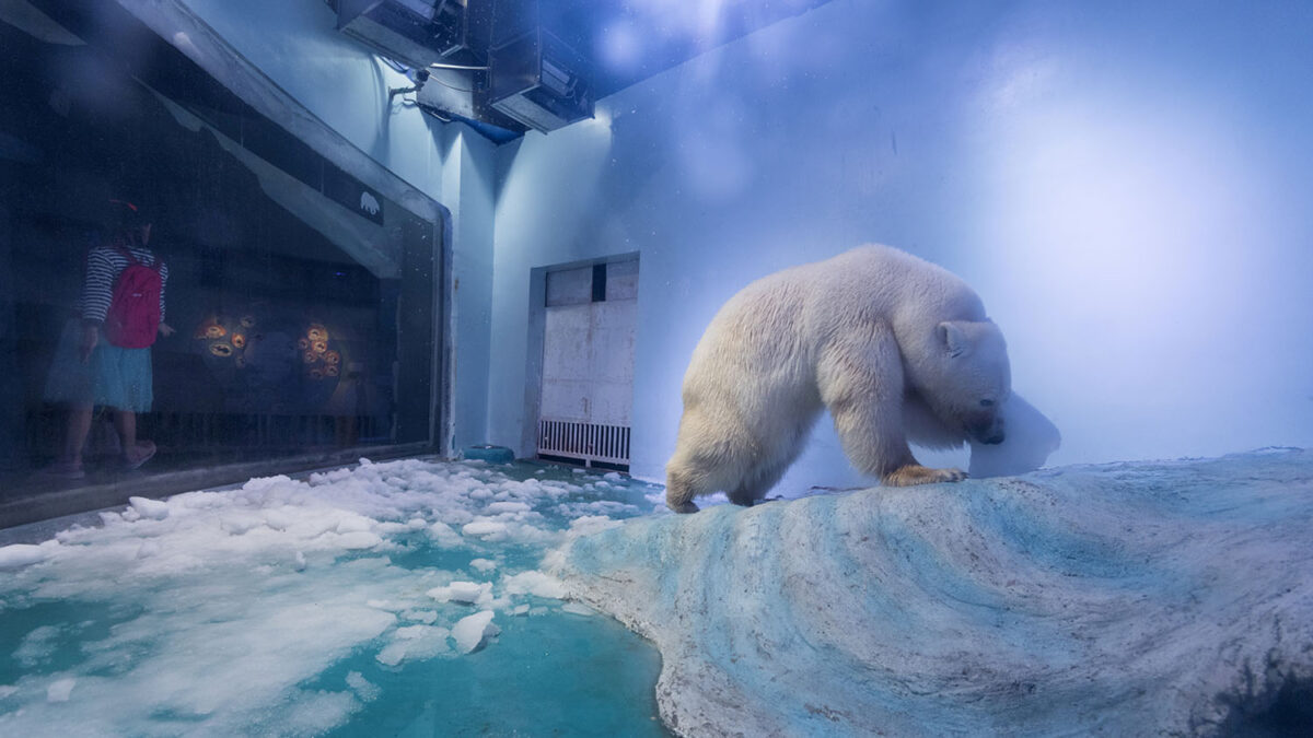 El oso más triste del mundo vuelve al parque oceánico donde nació