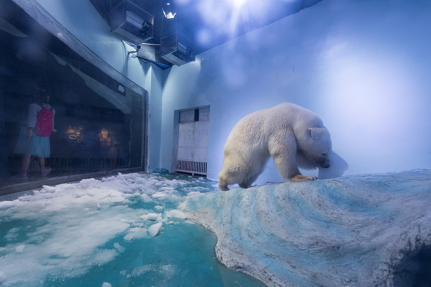 El oso más triste del mundo vuelve al parque oceánico donde nació