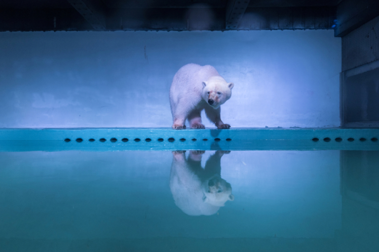 El 'oso polar más triste del mundo' permanece encerrado en un centro comercial chino. (Foto: Stringer / Reuters)