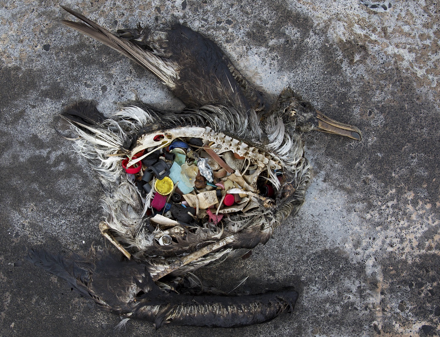 Las aves marinas mueren por ingesta de residuos plásticos que huelen como comida
