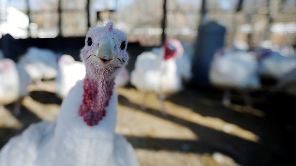Alemania sacrifica 16.000 pavos tras detectar un brote de gripe aviar