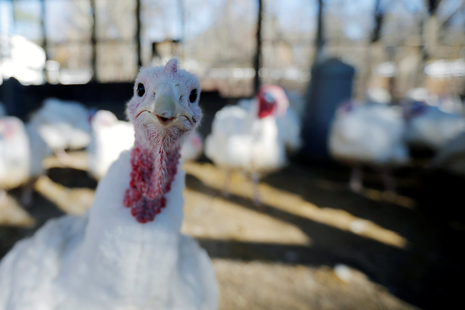 Alemania sacrifica 16.000 pavos tras detectar un brote de gripe aviar