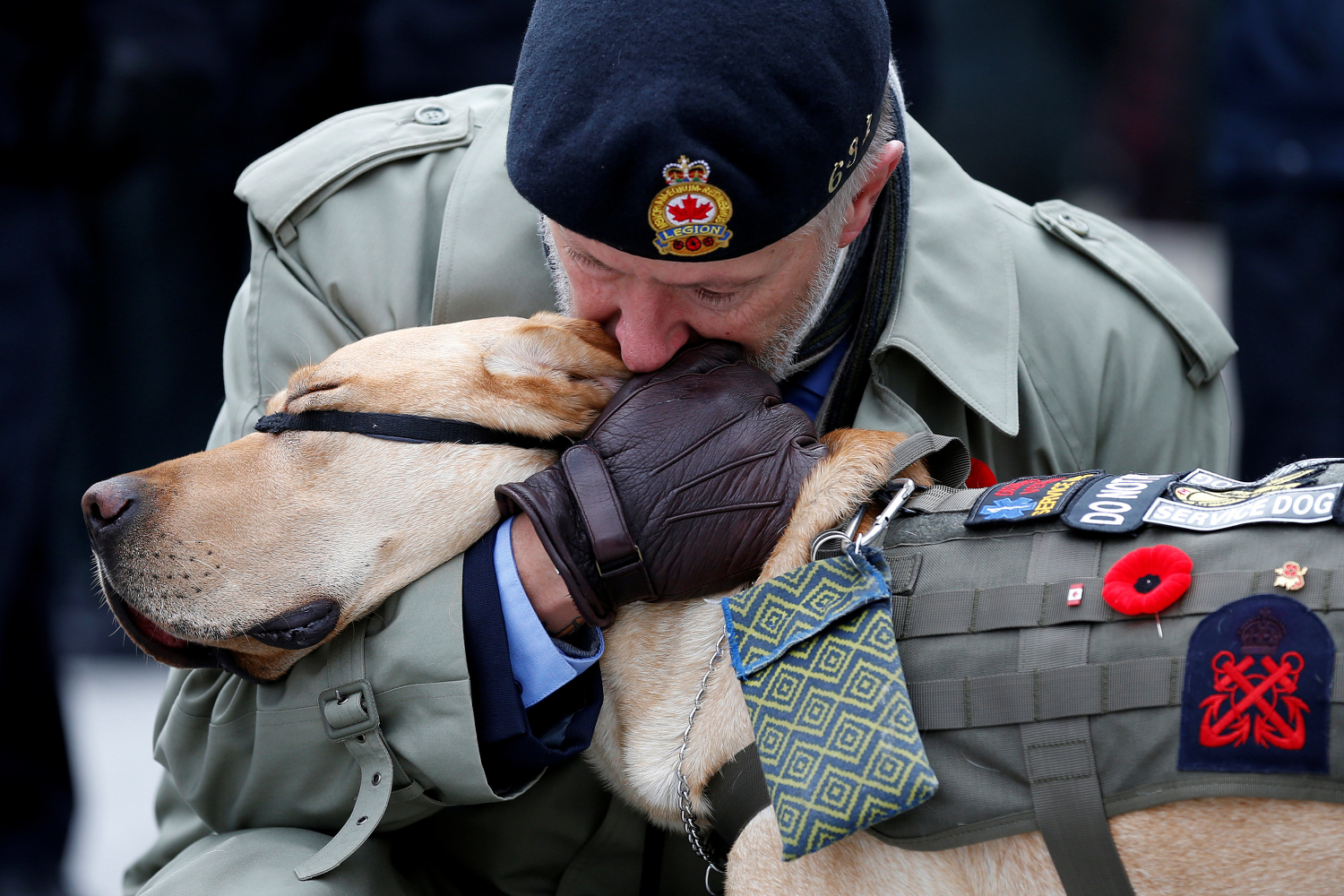 Los perros salvadores de veteranos de guerra