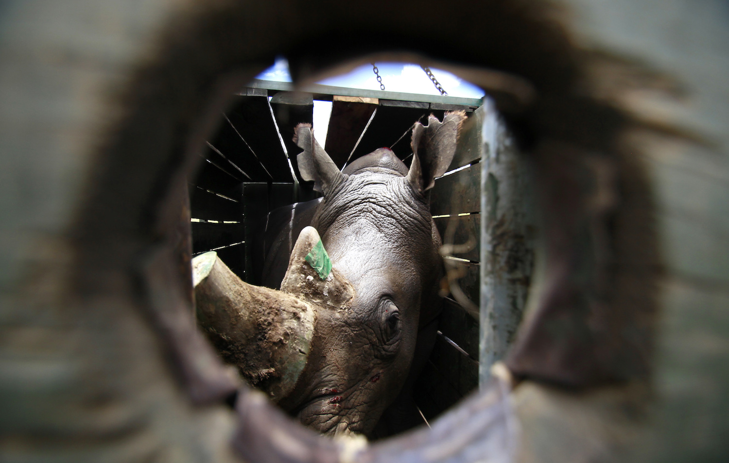 Acusan a un ministro sudafricano de traficar con cuernos de rinoceronte