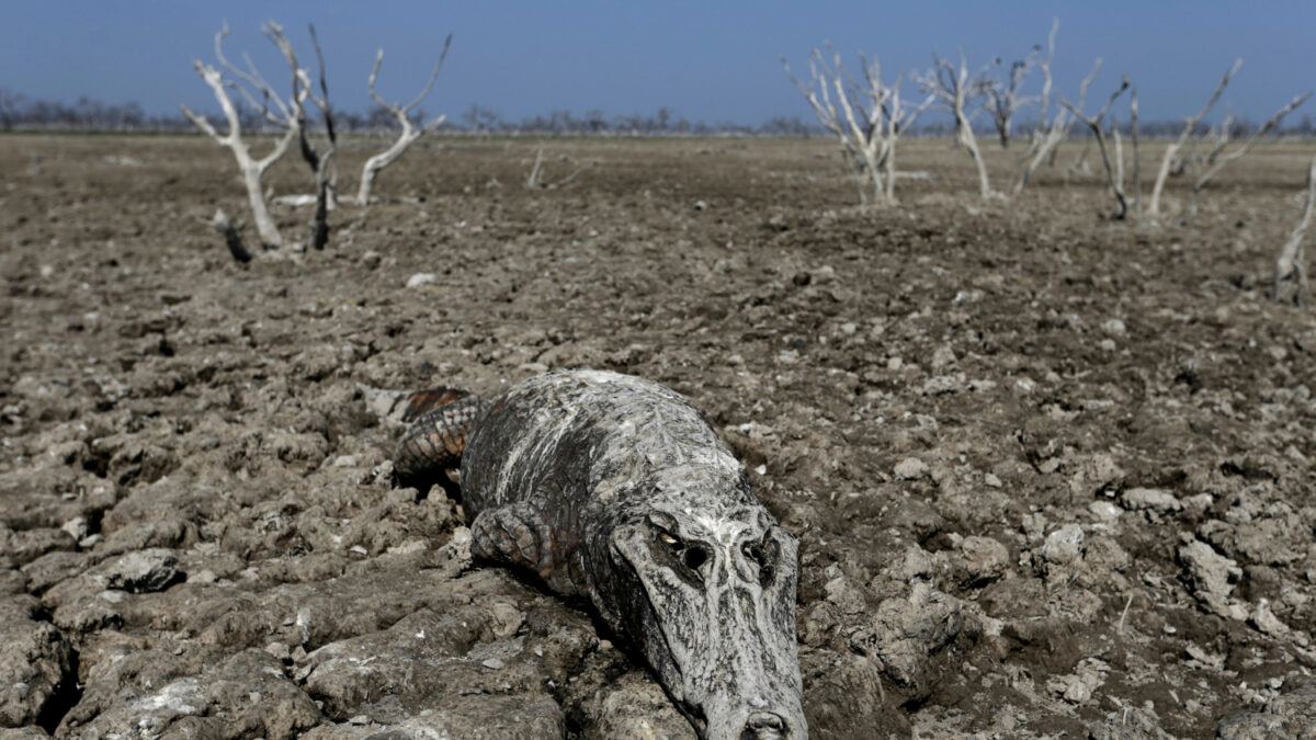 La sequía convierte al río Pilcomayo en un cementerio de animales