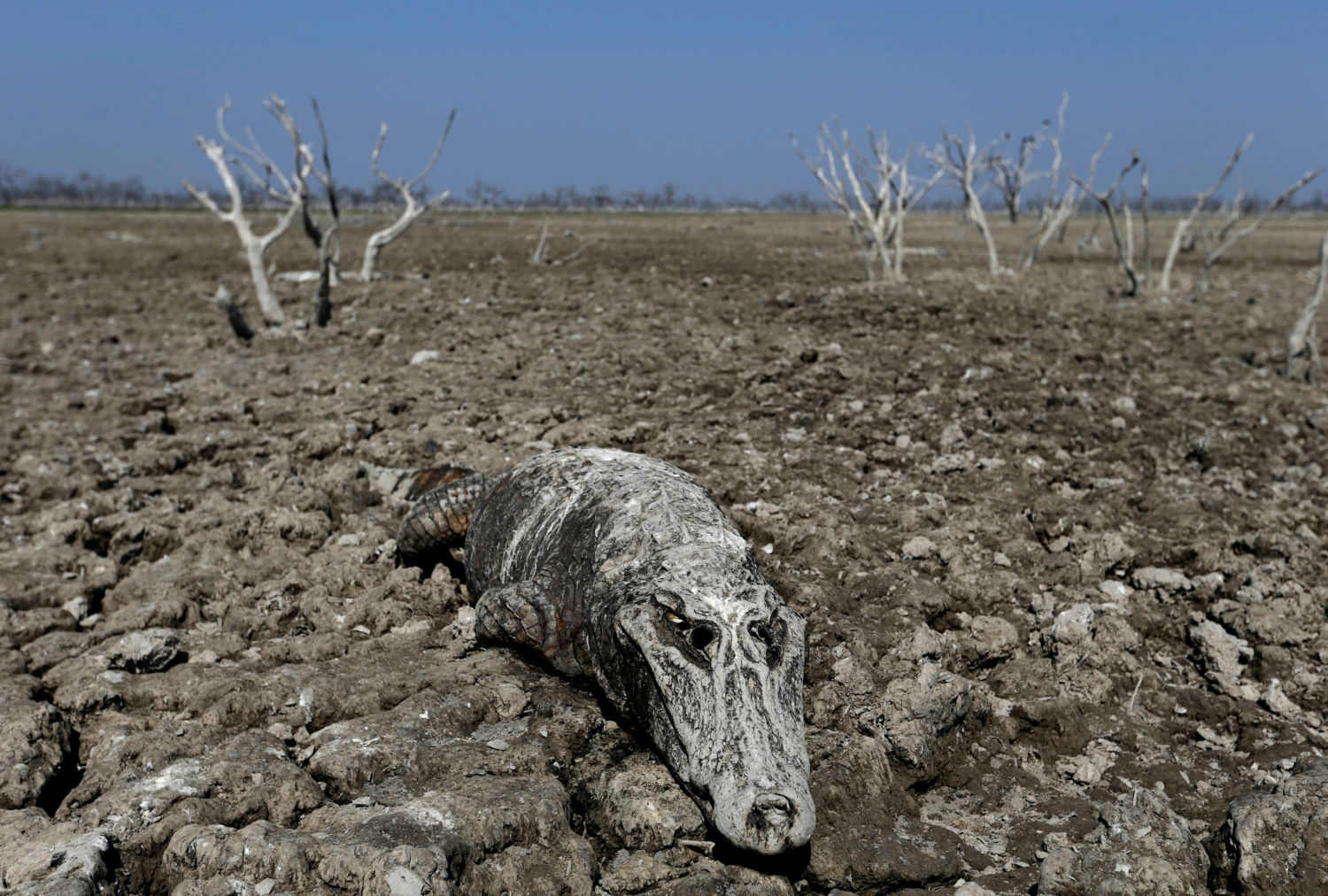 La sequía convierte al río Pilcomayo en un cementerio de animales