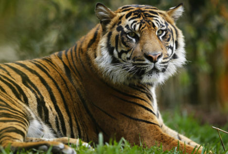 Los proyectos de transporte asiáticos ponen en peligro la supervivencia de los tigres