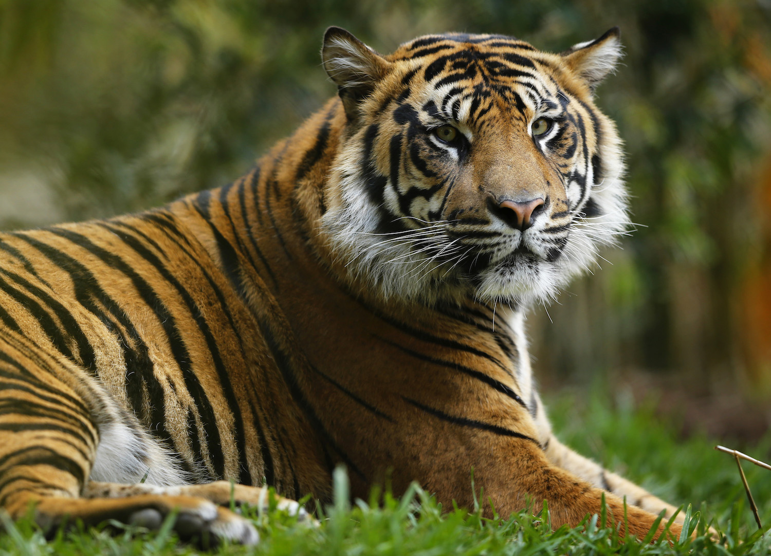Los proyectos de transporte asiáticos ponen en peligro la supervivencia de los tigres