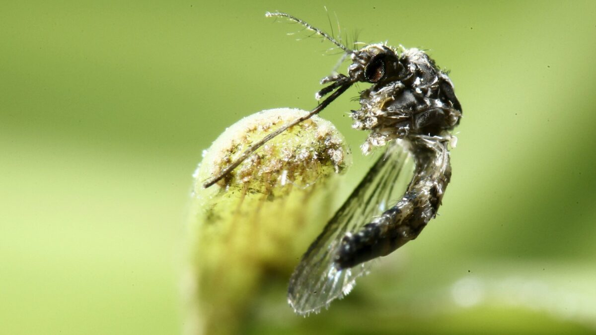 Diagnosticado el segundo caso de Zika por transmisión sexual