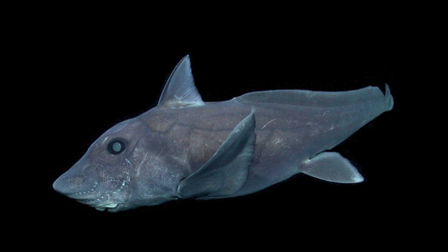 Graban por primera vez uno de los peces más desconocidos del planeta