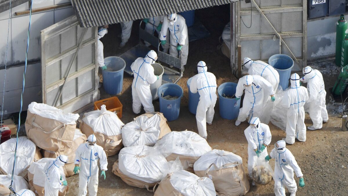 Más de un millón de aves sacrificadas por gripe aviar en Japón desde noviembre