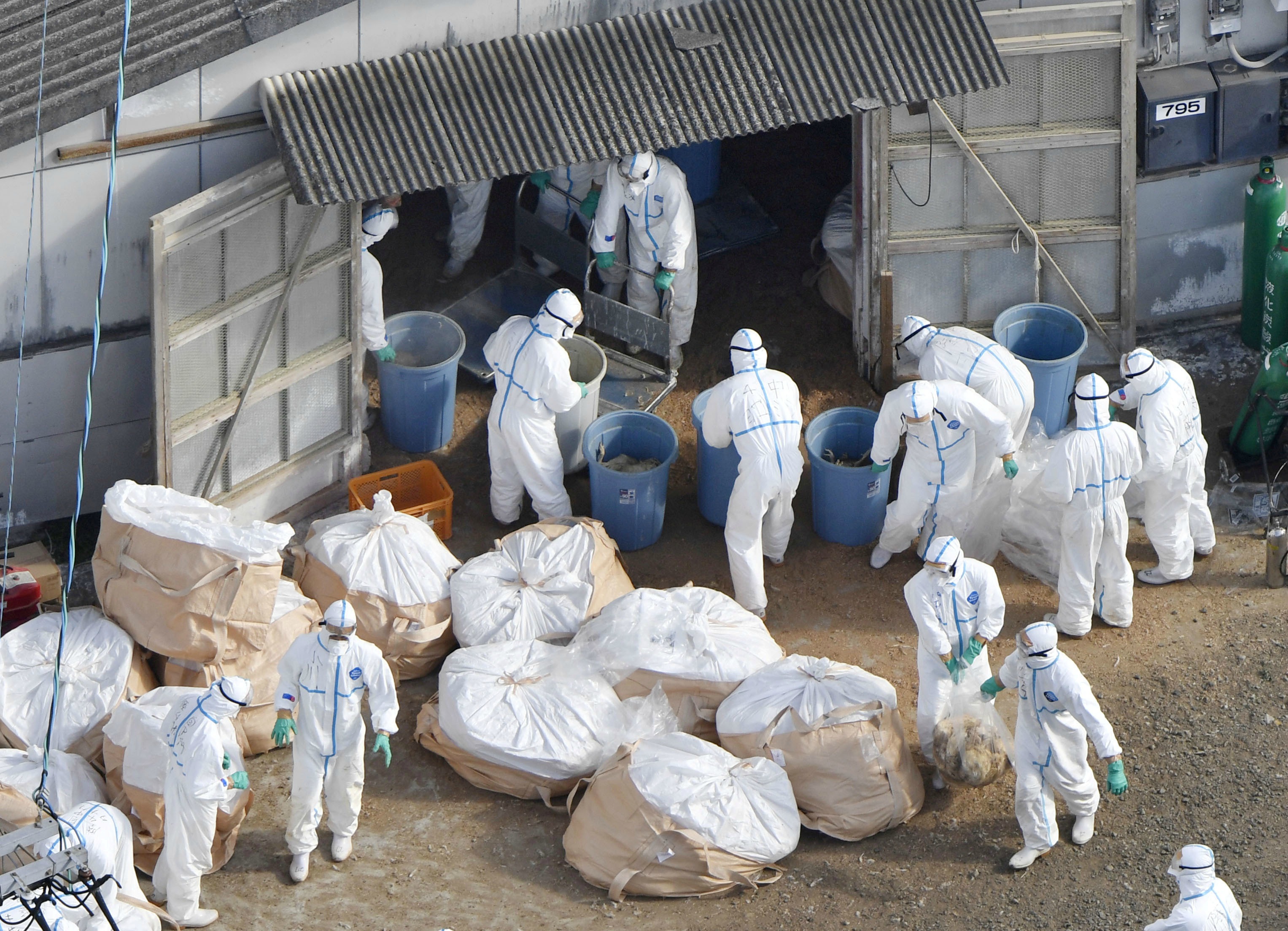 Más de un millón de aves sacrificadas por gripe aviar en Japón desde noviembre