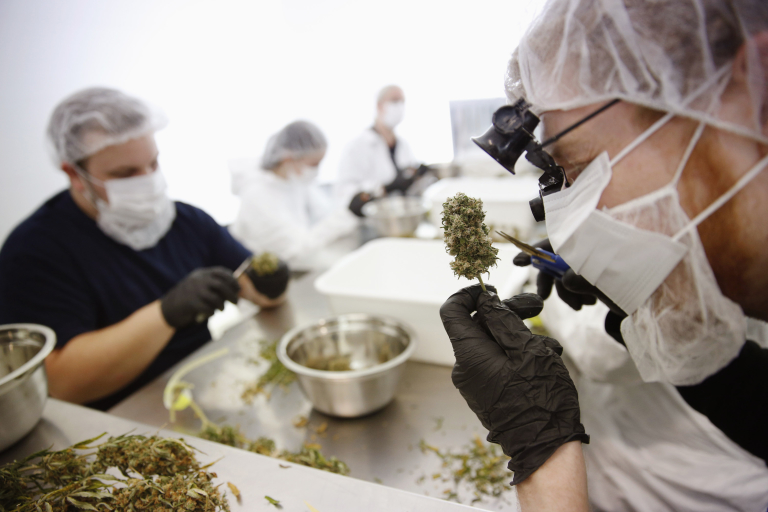 Director of Quality Assurance Thomas Shipley prunes dry marijuana buds before they are processed for shipping at Tweed Marijuana Inc  in Smith's Falls, Ontario, April 22, 2014.   REUTERS/Blair Gable/File Photo - RTSU7W7