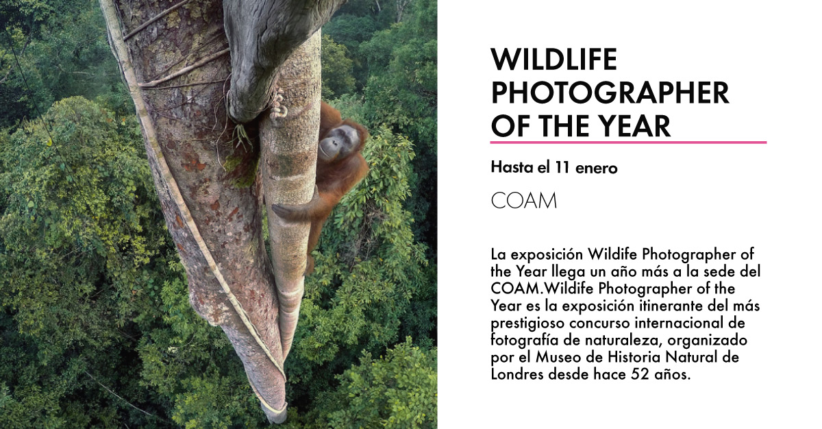 Wildlife-Photographer-of-the-Year-COAM