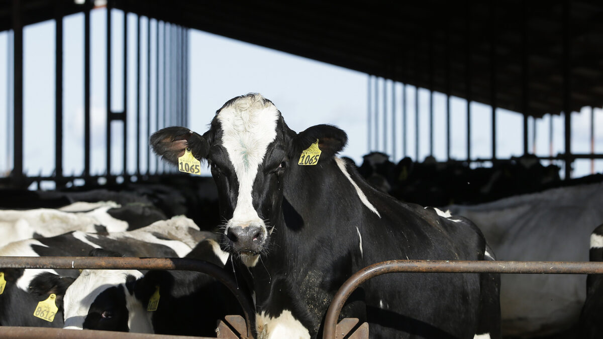 Estados Unidos retoma el pleito con Europa por el veto a su carne hormonada