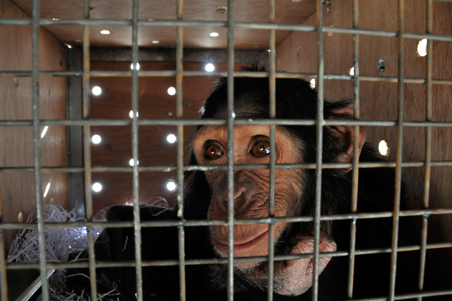 Un chimpancé iraquí logra escapar de la guerra y es trasladado a un santuario en Kenia