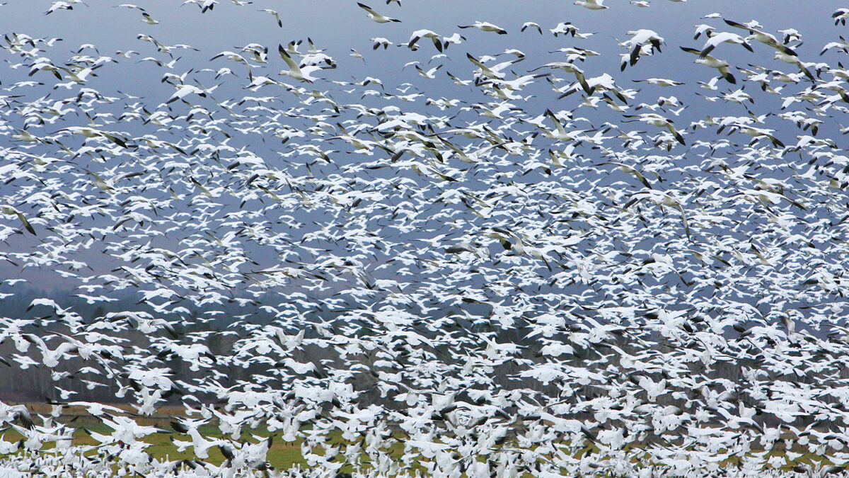 Miles de gansos blancos mueren tras posarse en aguas contaminadas