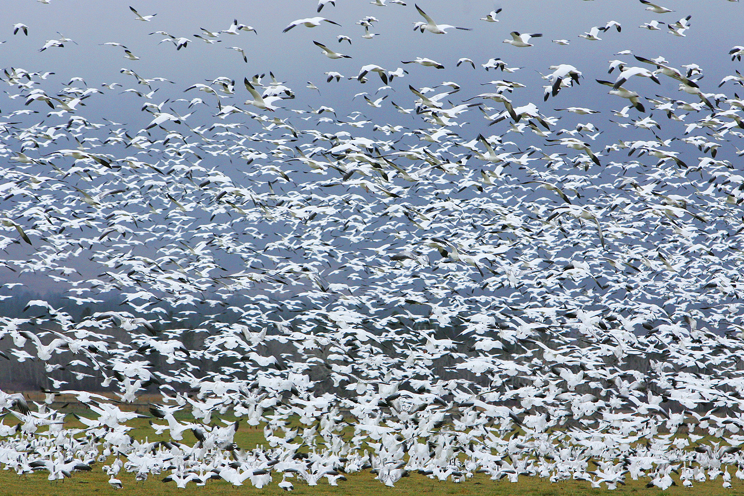 Miles de gansos blancos mueren tras posarse en aguas contaminadas