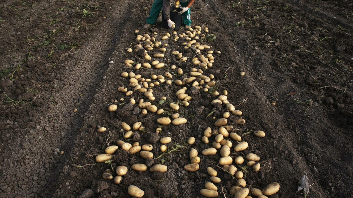 Descubren en Canadá un huerto de patatas de casi 4.000 años