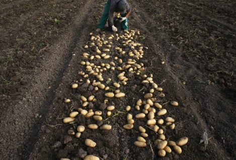 Descubren en Canadá un huerto de patatas de casi 4.000 años