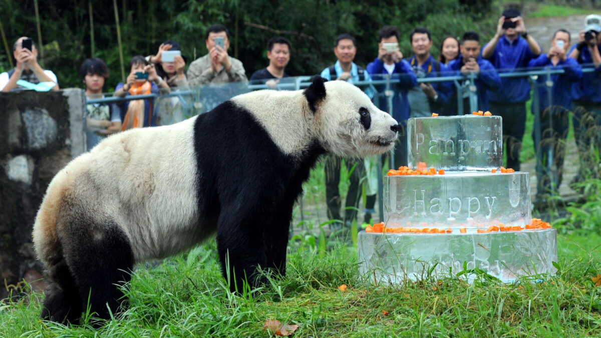 Muere Pan Pan, el panda macho más viejo del mundo