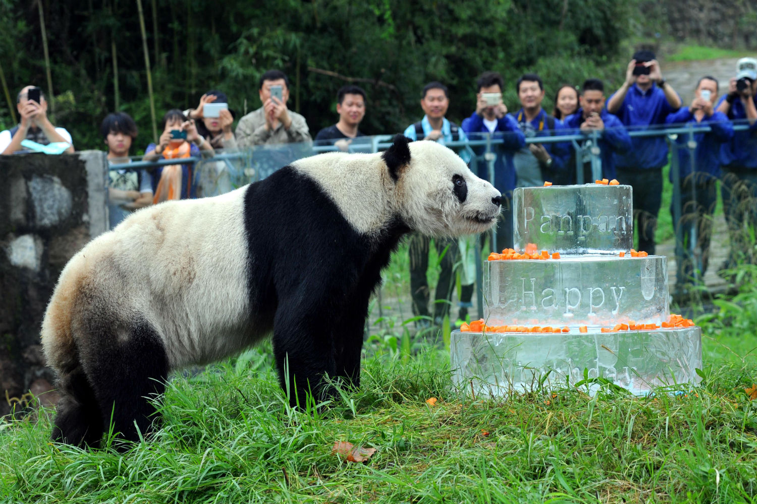 Muere Pan Pan, el panda macho más viejo del mundo