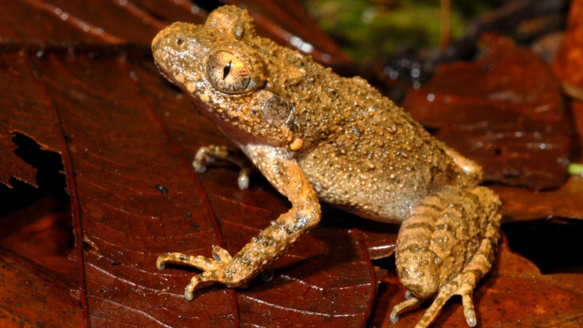 Descubren en el río Mekong 163 nuevas especies