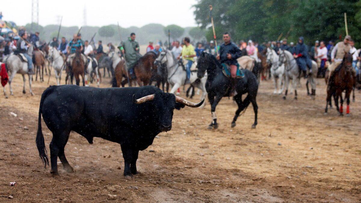 El Constitucional confirma la prohibición a Tordesillas de matar al Toro de la Vega