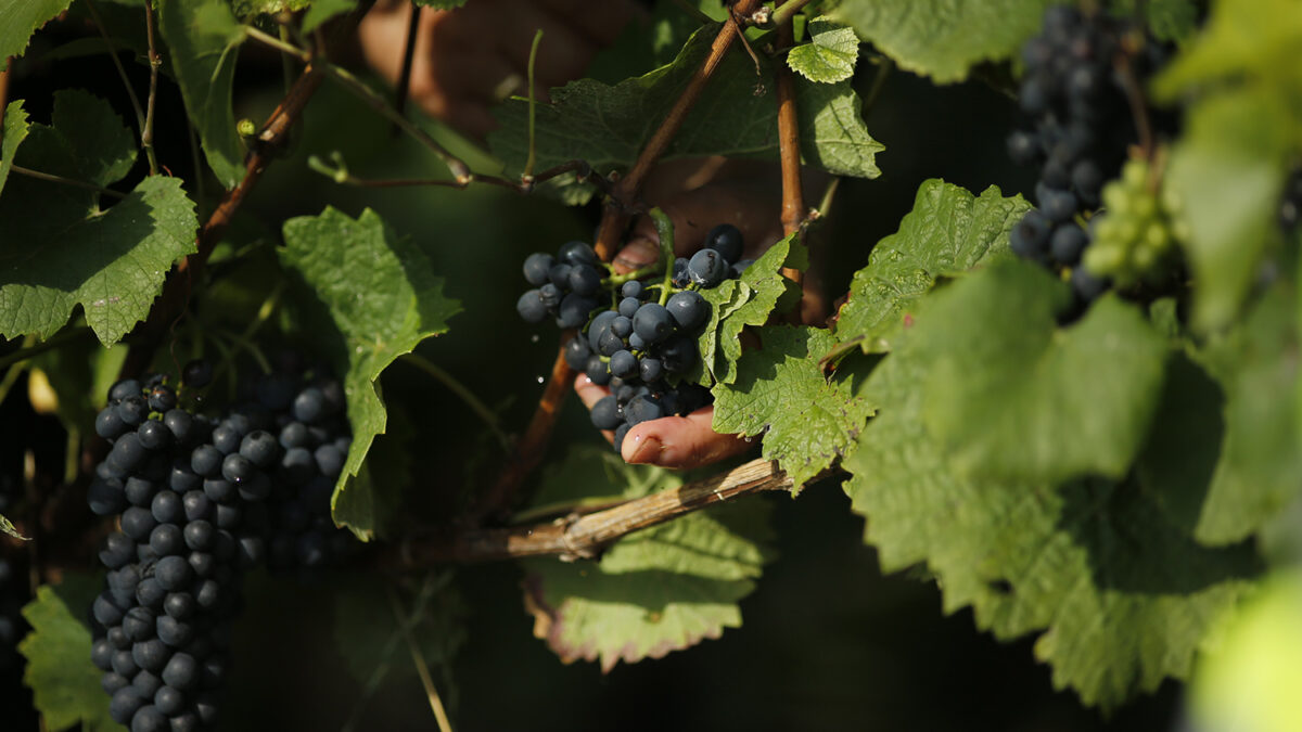 Viticultores franceses denuncian una competencia desleal por parte de los vinos españoles