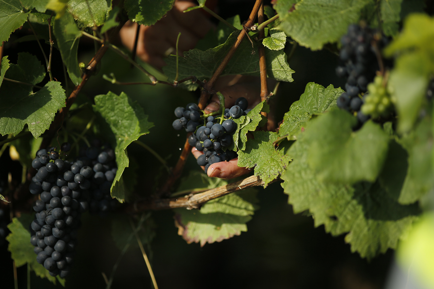 Viticultores franceses denuncian una competencia desleal por parte de los vinos españoles