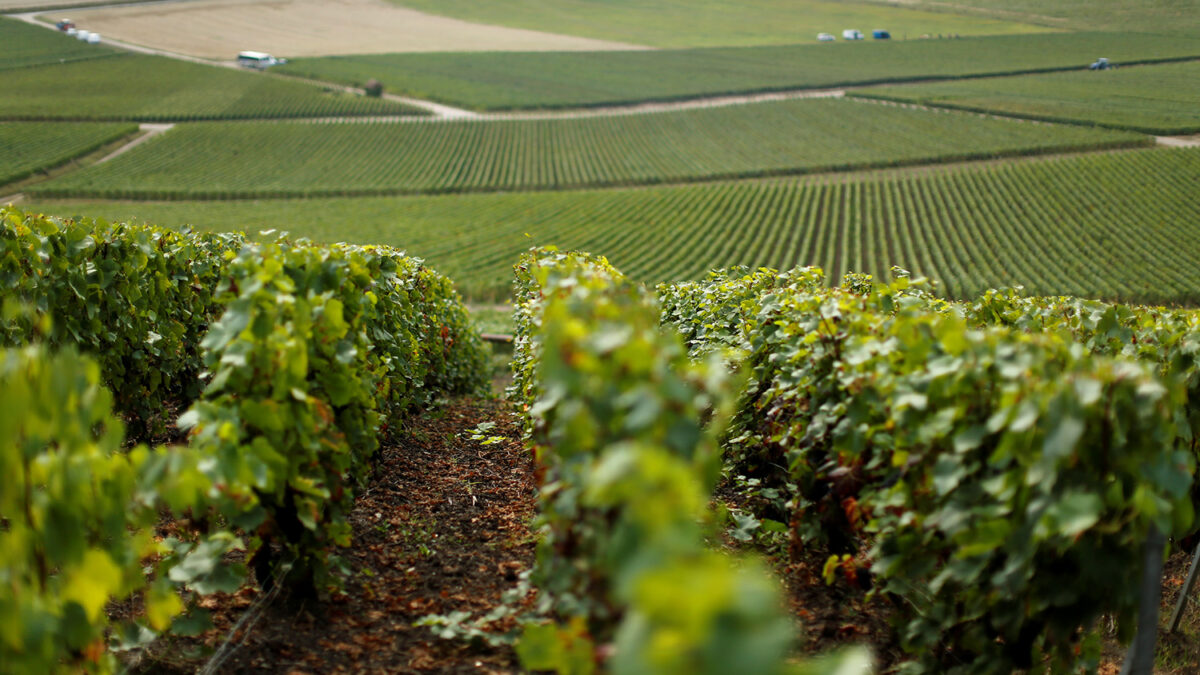 Irrumpen en una bodega y derraman 400.000 botellas de vino