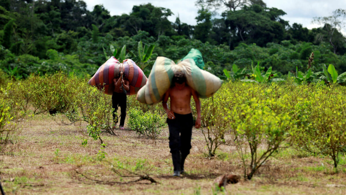 Productores y comerciantes de coca de Colombia temen por su futuro sin las FARC