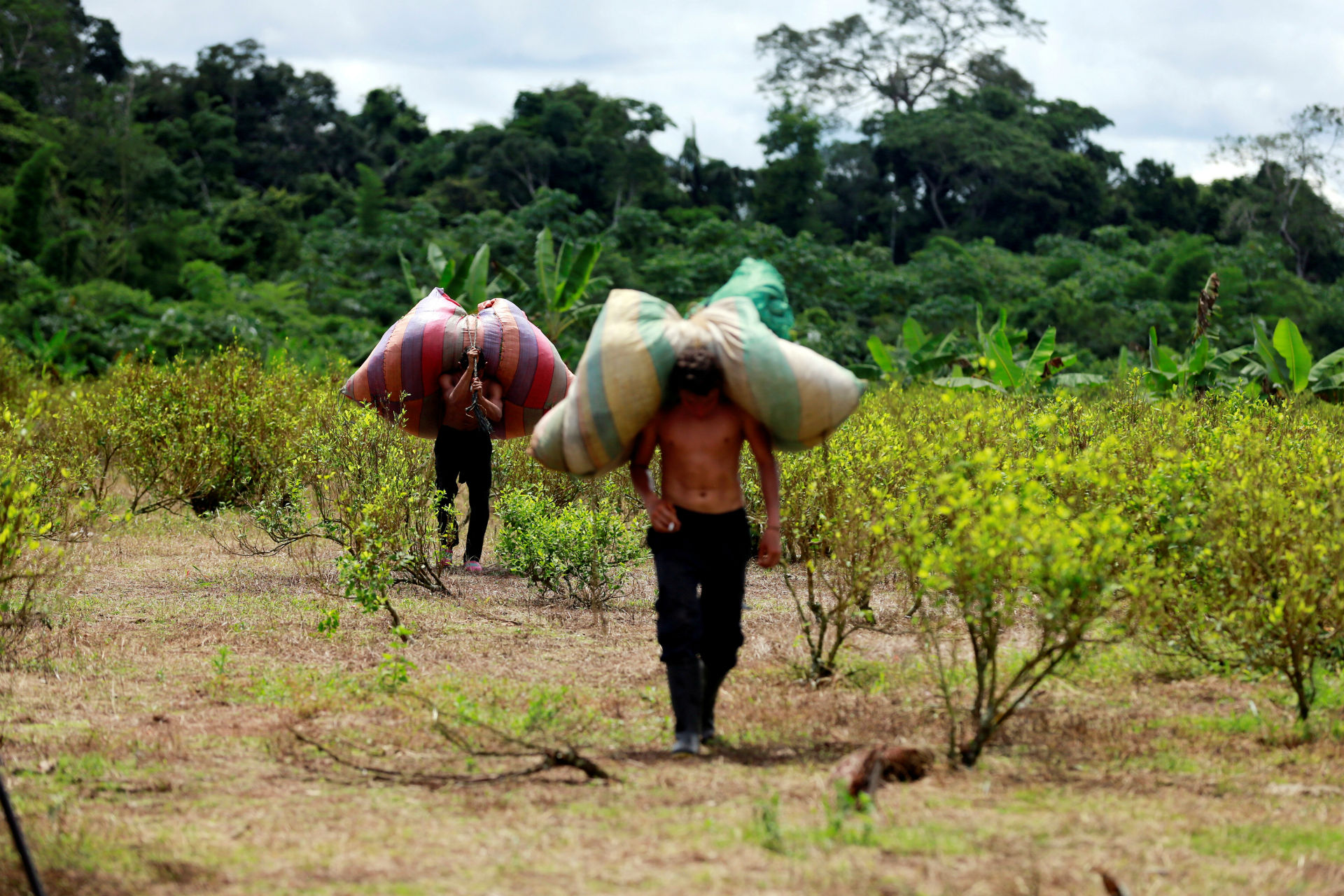 Productores y comerciantes de coca de Colombia temen por su futuro sin las FARC